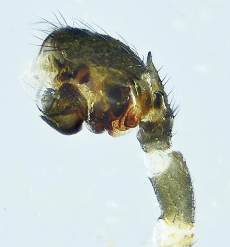 Réf. 279 032 : Trichopterna cito
